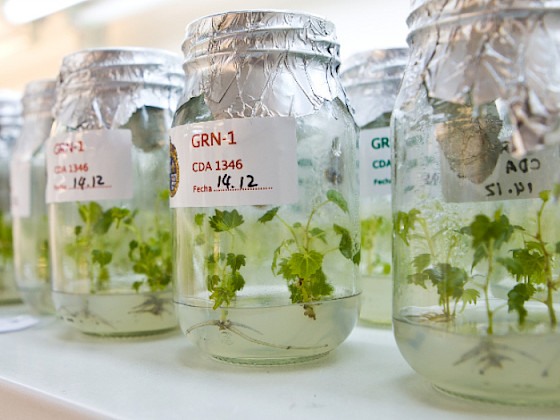 Frascos de laboratorio con plantas en su interior.