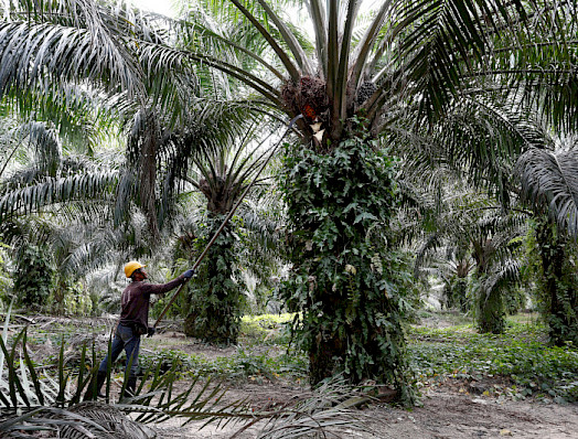 Explotación irracional. El aceite de palma está presente en la elaboración de gran parte de los alimentos consumidos mundialmente. En la imagen, un sector de Malasia, donde cada año se produce la quema intencionada de hectáreas de bosque nativo para la producción de este artículo. (Foto: Reuters)