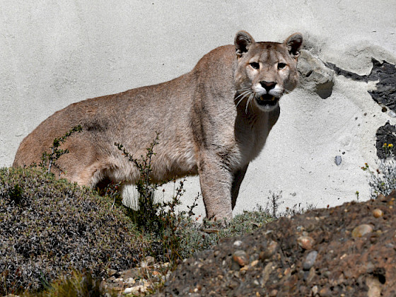 Puma chileno.