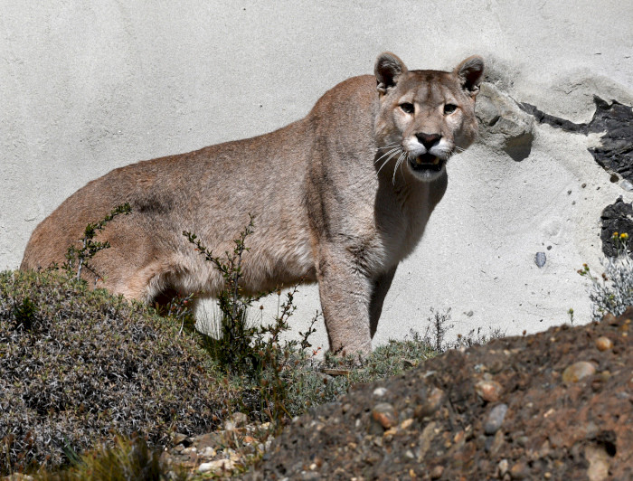 Puma chileno.