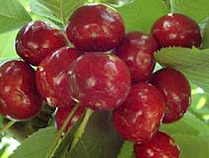 imagen correspondiente a la noticia: "Se realizó el V Seminario de Cerezas "Bases para Producción Tardía en el Sur de Chile""