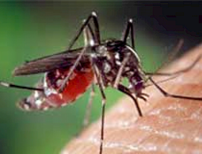 imagen correspondiente a la noticia: "¿Cómo evitar enfermarnos al viajar al extranjero?"