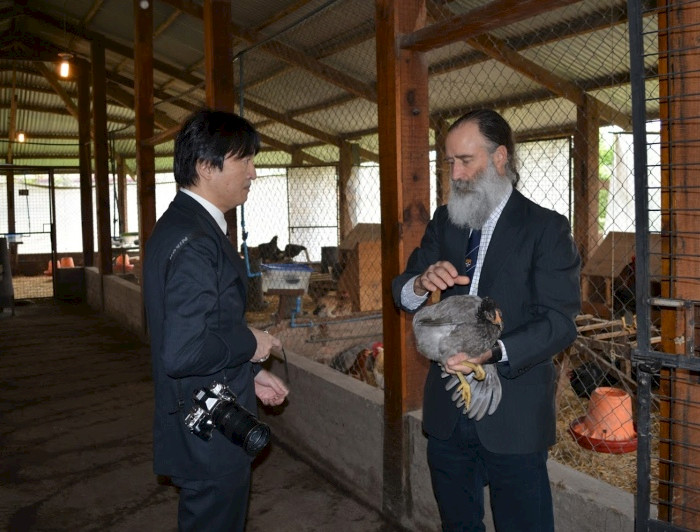 imagen correspondiente a la noticia: "El encuentro de un príncipe japonés y la gallina mapuche"
