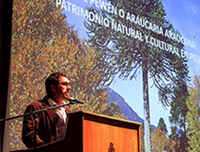 imagen correspondiente a la noticia: "Investigadores analizaron la situación del pewén o araucaria como patrimonio en peligro de extinción"