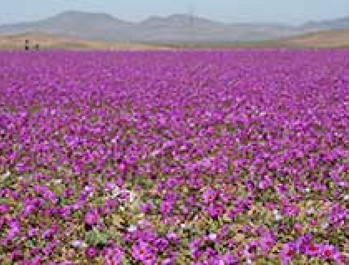 imagen correspondiente a la noticia: "Desierto florido: las claves para entender este particular fenómeno"