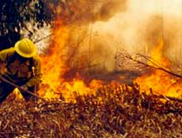 imagen correspondiente a la noticia: "Pérdidas de bosque nativo, merma de la biodiversidad y riesgos de aluviones: nuevos balances tras lo"