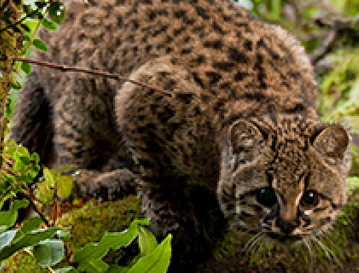 imagen correspondiente a la noticia: "Publican guía para realizar muestreo de mamíferos en problemas de conservación"