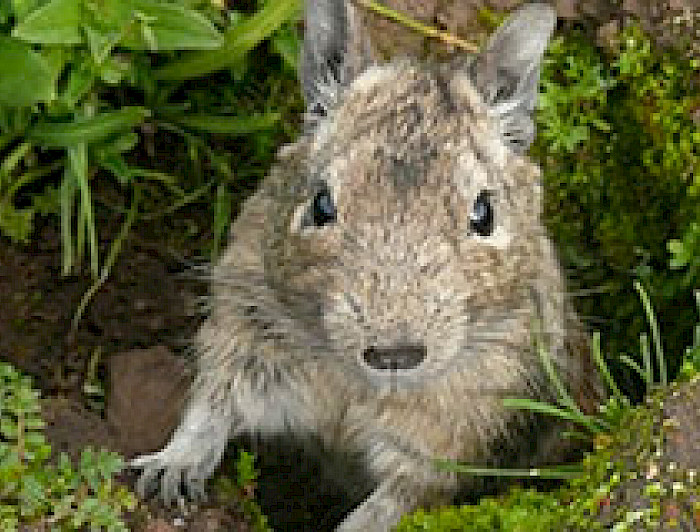 imagen correspondiente a la noticia: "Pequeño mamífero chileno facilita el estudio de enfermedades humanas"