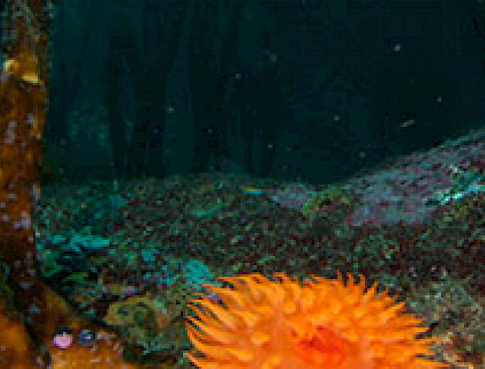 imagen correspondiente a la noticia: "Matemáticos y biólogos trabajan por la sustentabilidad de los ecosistemas costeros del país"