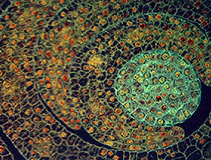 imagen correspondiente a la noticia: "Fotografía de académico UC está entre las 20 mejores imágenes científicas del año"