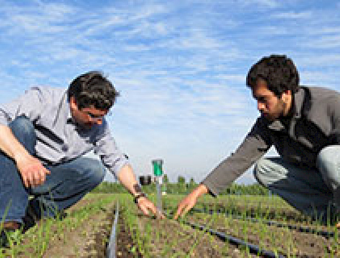imagen correspondiente a la noticia: "Innovación para el cultivo de importante hortaliza en el país"