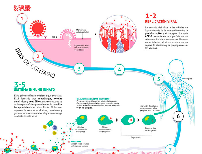 Esta infografía reúne, de manera muy gráfica y sencilla, lo que actualmente se conoce de la respuesta inmune contra SARS-CoV-2, su diagnóstico y tratamientos en evaluación. (Imagen: Dirección de Diseño UC)
