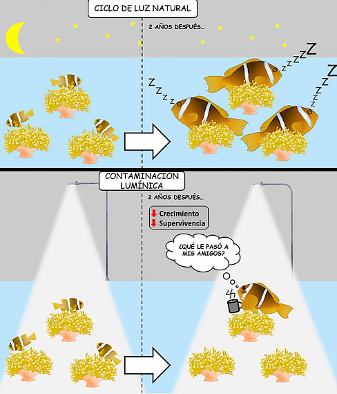 Esta imagen muestra el efecto de la contaminación lumínica en los peces payaso. (Fuente: Ricardo Beldade)