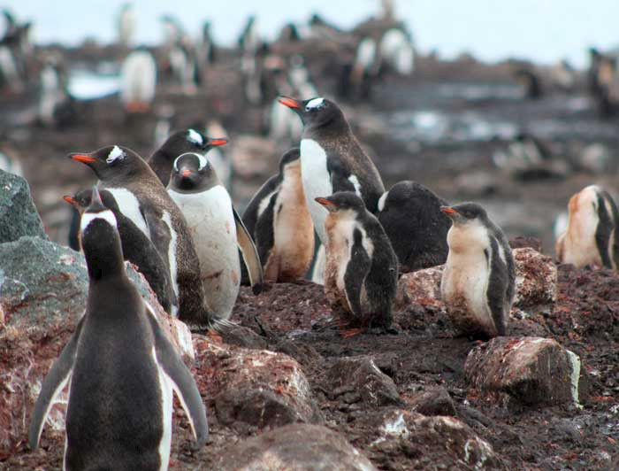 imagen correspondiente a la noticia: "Académica lidera descubrimiento de cuatro subespecies de pingüinos papúa"