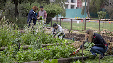 a group of people working in a vegetable garden