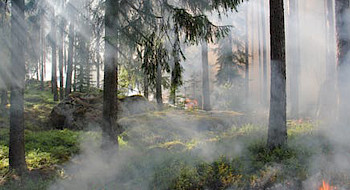 Incendios forestales.- Foto Pexels
