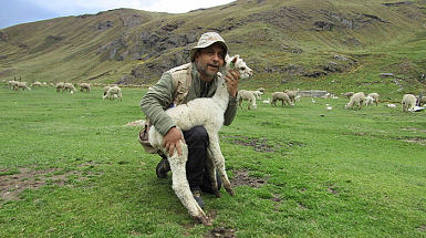 El profesor Bonacic junto a una alpaca recién nacida en la estación experimental de la Universidad de Huancavelica (Perú).