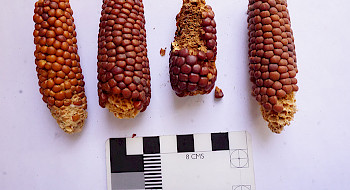 Mazorcas de maíz rojo ordenadas sobre una regla.