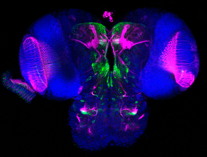 Como se aprecia en la fotografía, en verde se marcan las zonas del cerebro donde se expresa LpR1. En magenta se aprecia Fasciclina II, una proteína altamente expresada en el cuerpo fungiforme de la mosca, lo que permite visualizarlo. “El cuerpo fungiforme es una estructura cerebral presente en varios insectos que tiene como principal función conocida el procesamiento y almacenamiento de memoria olfativa. La marca azul corresponde a una tinción con Dapi: este es un compuesto químico fluorescente que se une al DNA, lo que permite marcar los núcleos celulares”, explica su autora. (Crédito imagen: Francisca Rojo)