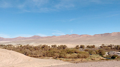 un camino de tierra en medio del desierto con un bosquecillo de tamarugos bajos y montañas al fondo