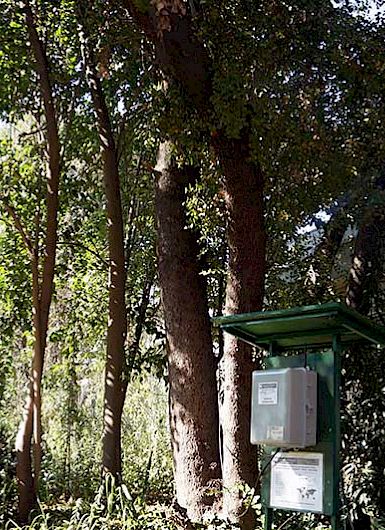Linked to a sensor, a quillay tree positioned on the San Joaquín Campus has its electrical signals and the surrounding earth monitored.