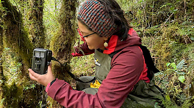 A young researcher places a camera trap on a moss-covered tree in the middle of the forest.